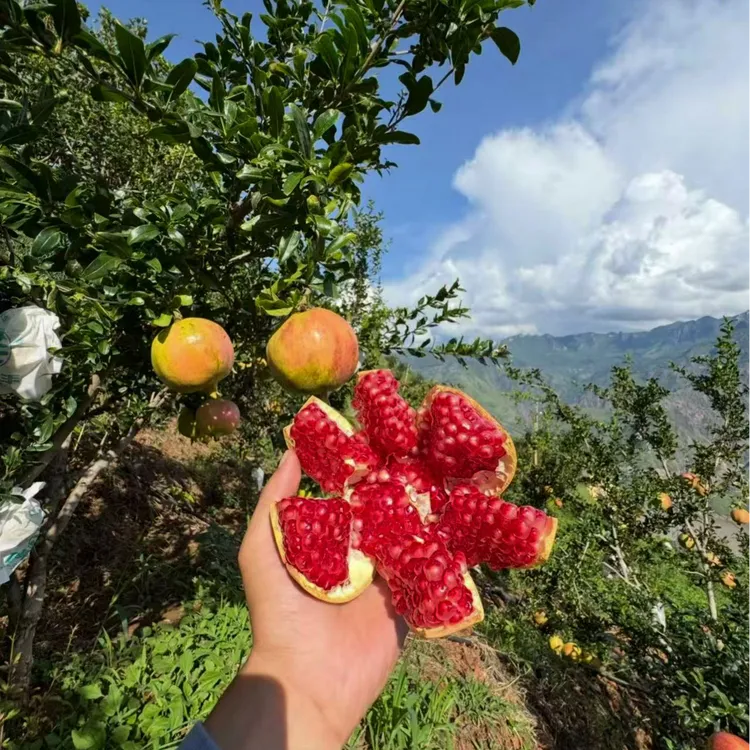 四川会理突尼斯软籽石榴新鲜当季水果鲜甜爆汁坏果包赔产地直发