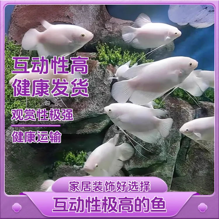 红眼招财鱼红尾招财鱼梅花招财鱼风水鱼战船热带鱼鹦鹉鱼白色