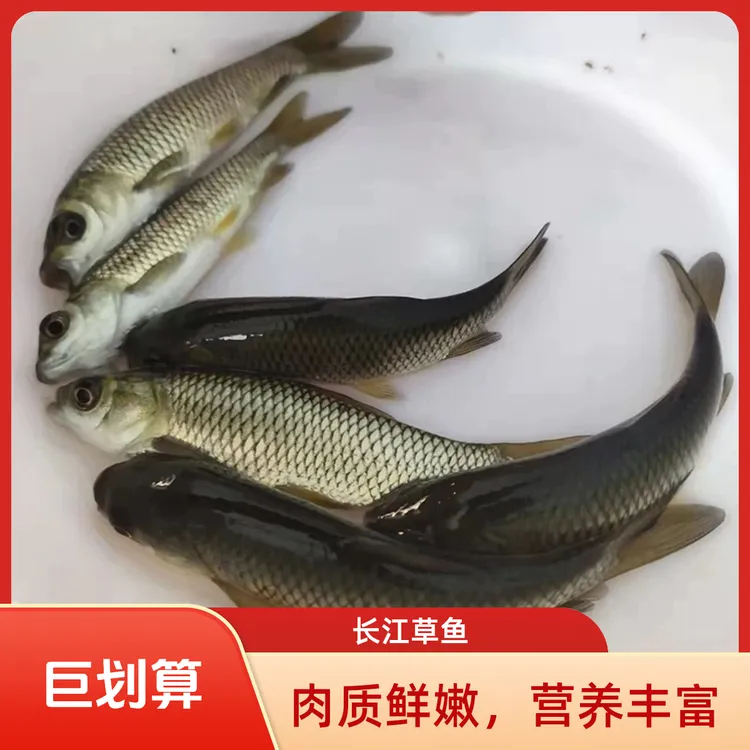 大草鱼淡水养殖食用皖鱼特大鲜活便宜半斤脆肉草鱼