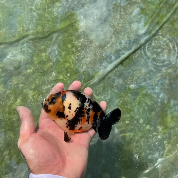 兰寿金鱼活体冷水观赏鱼好养耐活