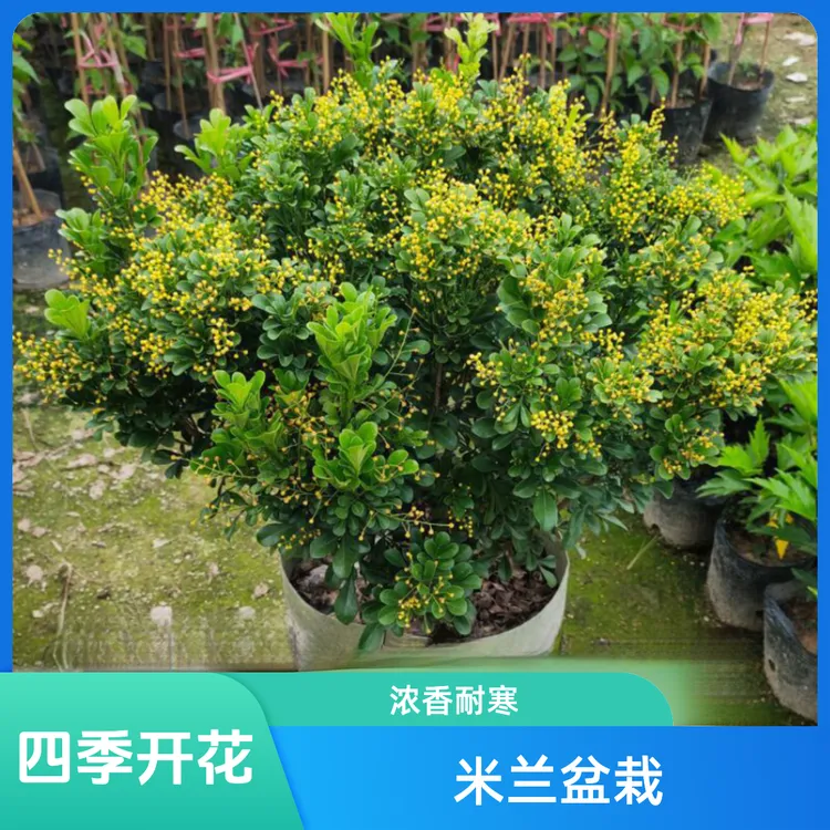 正宗四年浓香型米兰原生香水米兰爆花球型大冠幅四季开花绿植盆栽