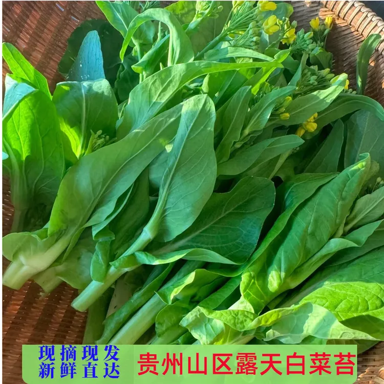 贵州高山露天新鲜白菜苔霜打应季新鲜蔬菜现摘现发农家营养农家菜