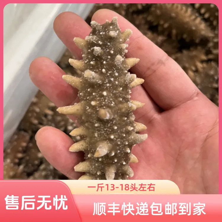 辽参鲜蒸即食海参 一斤15头左右【顺丰包邮到家】