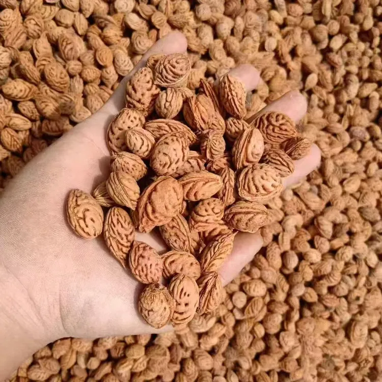 毛桃树种子发芽率高桃李砧木种子