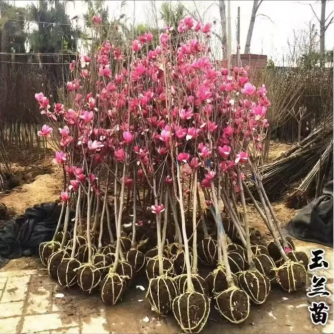 玉兰花四季开花的树苗盆栽地栽白红紫玉兰花苗庭院蜜玄龙火龙果苗