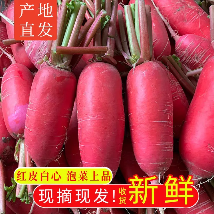 四川新鲜红皮白肉胭脂萝卜现挖现发可做泡菜的农家蔬菜
