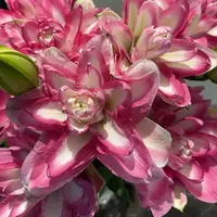 【源头优选】莲花美景重瓣百合 任意两单升级快递 发货后不支持退款