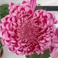 【紫国华】大花富贵菊九月菊花苗盆栽适合室内外花开好看