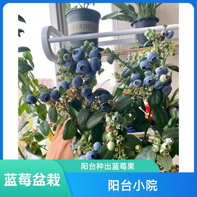 【新人福利】蓝莓苗 组培苗 大果脆甜南北方阳台小院盆栽地栽均可