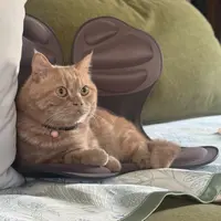 G&F护腰坐垫背部支撑居家日用