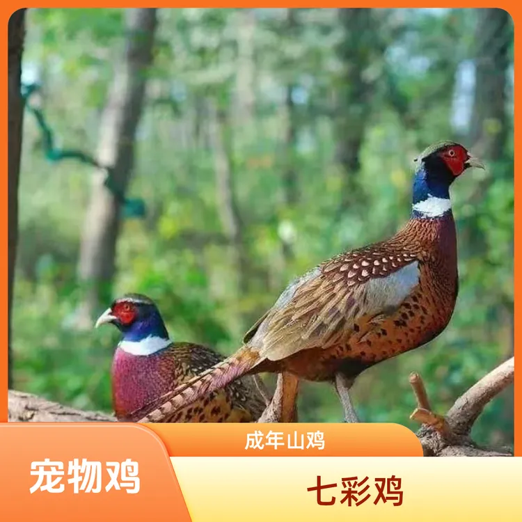 宠物鸡七彩山鸡长尾鸡蓝山鸡成年鸡顺丰活到家野鸡