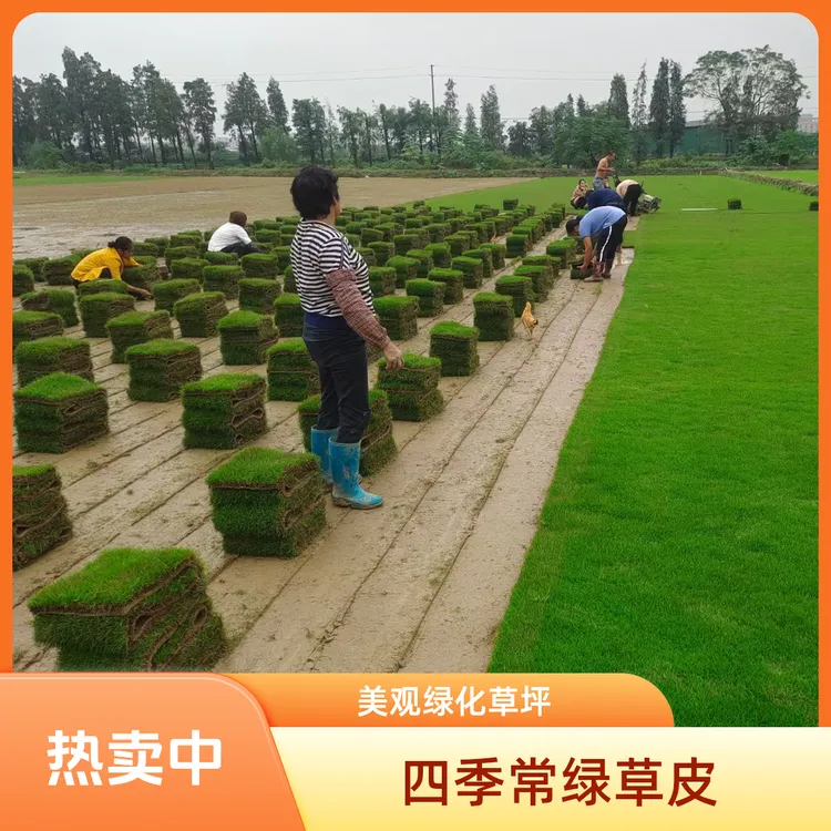 带土草皮四季常绿马尼拉台湾草别墅庭院绿化真草坪