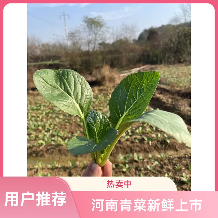 河南商城霜打新鲜笨青菜露天种植