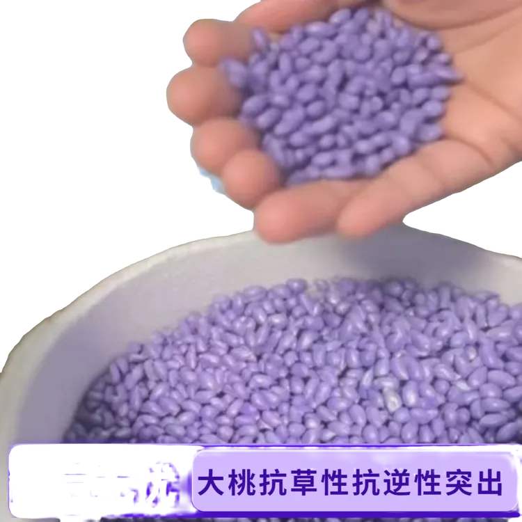 澳棉王霸棉全抗草121天 高衣分