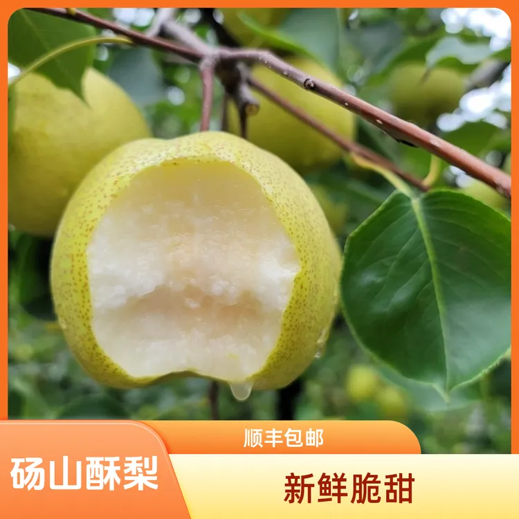 （顺丰包邮）正宗砀山酥梨冰糖雪梨纯甜无酸脆多汁好吃水果新鲜