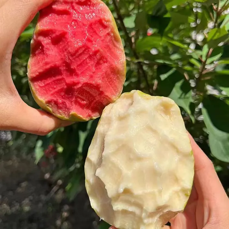 【直播专属】正宗广西奶油红白芭乐番石榴当季应季新鲜水果