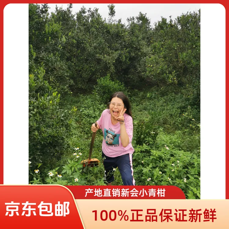 2025年新会茶枝柑鲜果100%正品产地果园直销