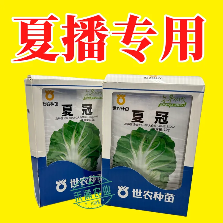 正品基地夏季专播夏冠结球大白菜种子耐热耐湿绿白菜种籽蔬菜种子