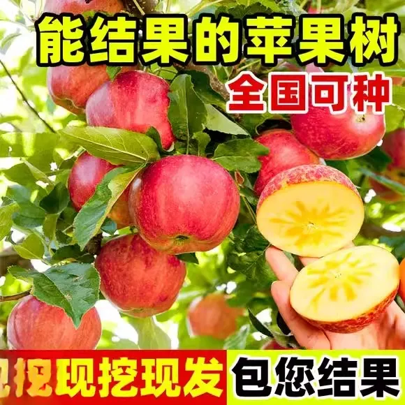 特大红富士苹果树果苗嫁接冰糖心南方北方盆栽地栽庭院果树大树