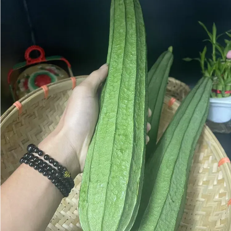 【广东省新鲜现摘先发】棱角丝瓜东坑角瓜大肉清甜农家蔬菜东坑角瓜