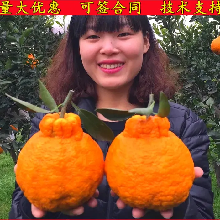 春见苗耙耙柑树苗丑橘苗柑桔苗四川嫁接不知火丑八怪柑橘子果树苗