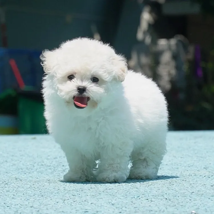 0606拍摄1号比熊宠物狗狗幼犬妹妹①6.12②8.3