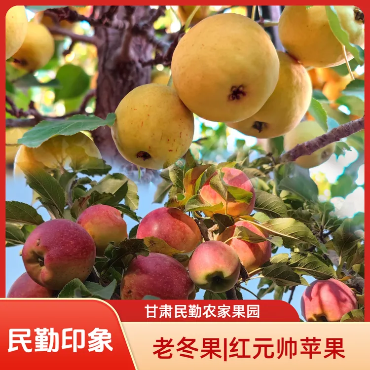 正宗新鲜民勤老冬果 苹果多汁现摘现发包邮到家（果偏小）