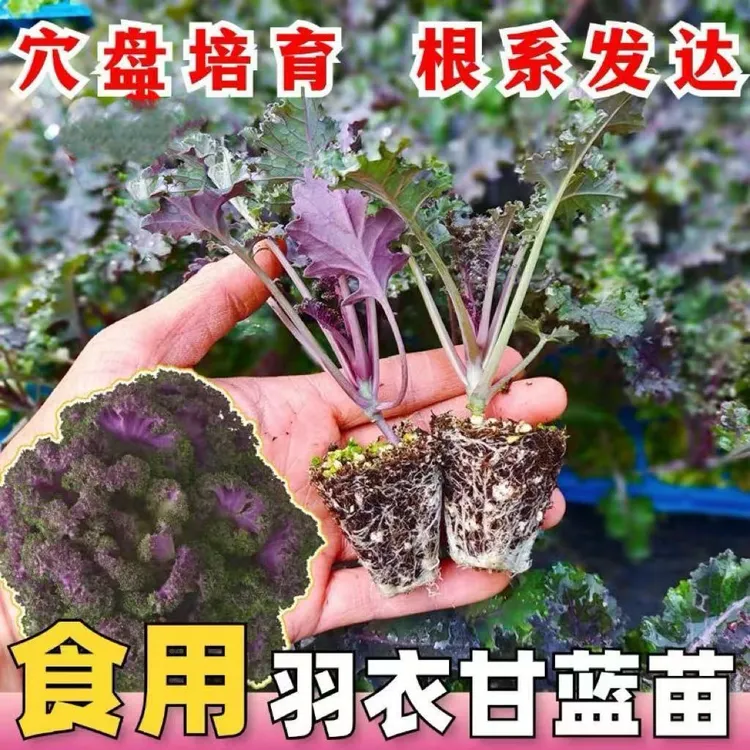 食用观赏羽衣甘蓝苗紫羽衣甘蓝秧苗带土球盆栽小院四季