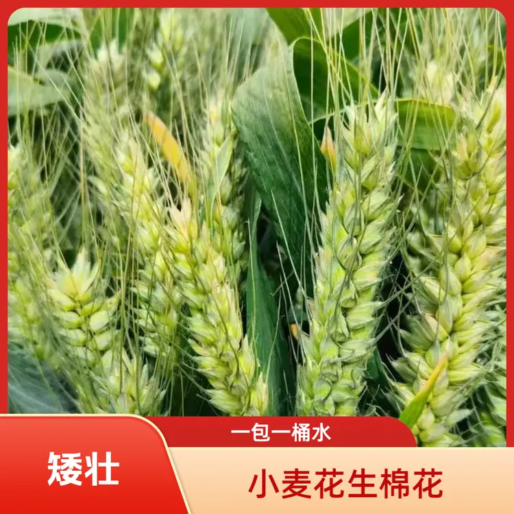 小麦花生棉花矮壮叶面肥