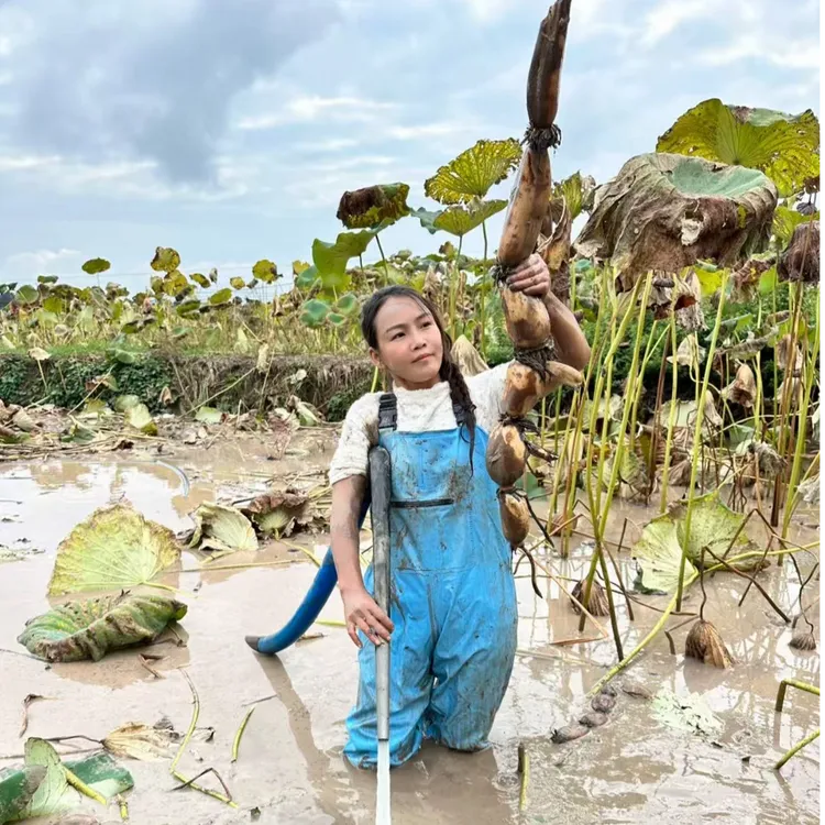 新鲜莲藕现挖现发煲汤面藕凉拌脆藕