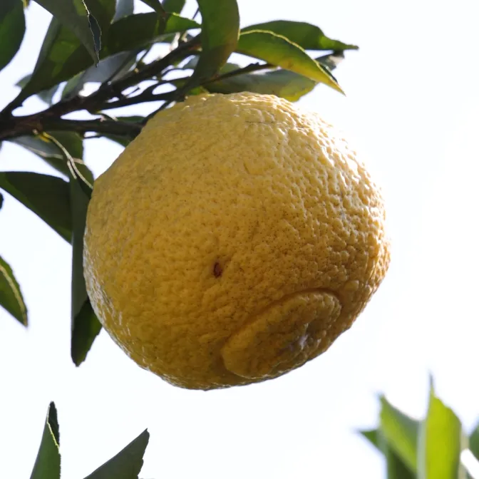 江西进贤春香柚露天种植