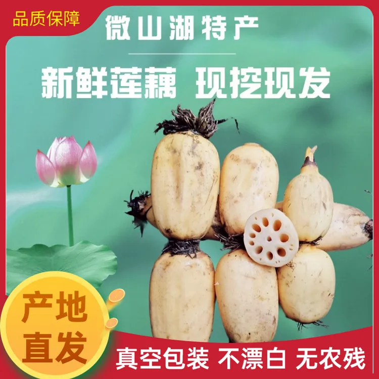 [真空包装]微山湖莲藕原生态种植新鲜莲藕 现挖现发 脆藕