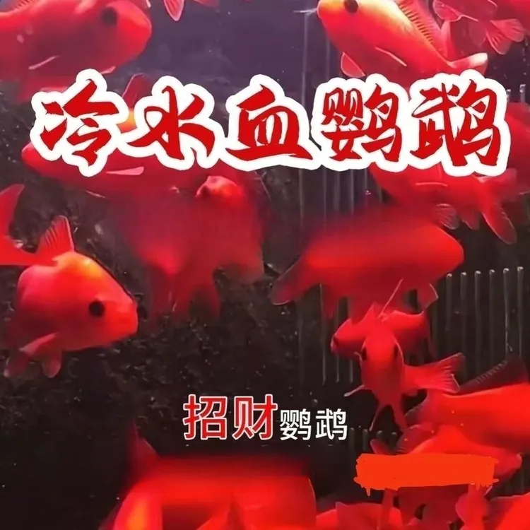 观赏鱼冷水鹦鹉浅水深水可养黑眼金鱼葡萄招财冷水耐寒冷水族用品