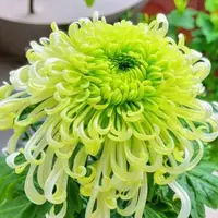 【绿菊】大花富贵菊九月菊花苗盆栽适合室内外花开好看