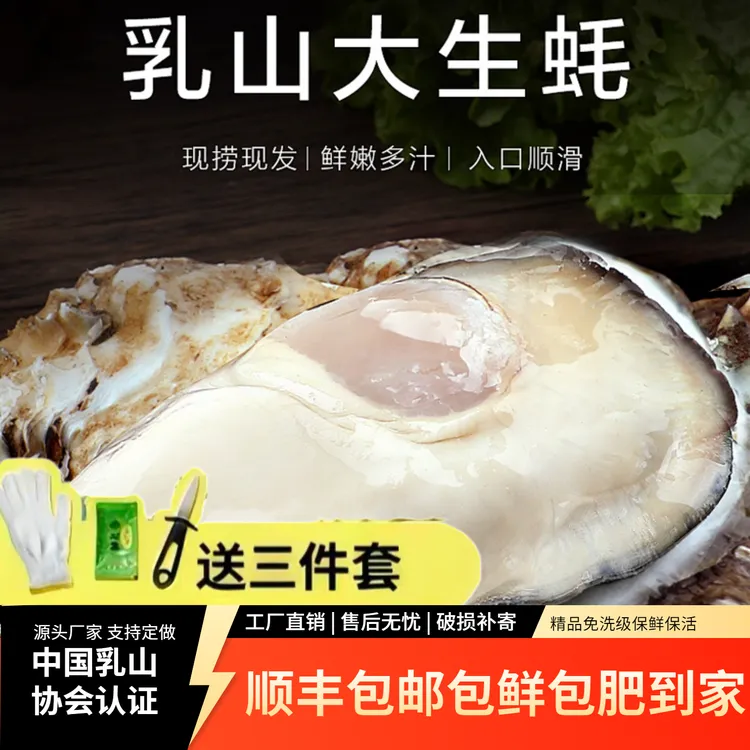 山东威海乳山生蚝 鲜活牡蛎 五斤送五斤 顺丰包邮产地直发