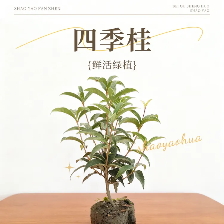 四季浓香桂花苗盆栽花卉型花开多季阳台庭院室内花园植物浓香味