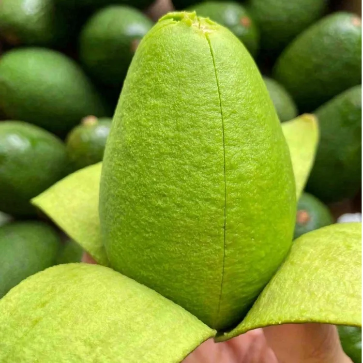 【顺丰包邮】秘鲁哈斯牛油果180-280g新鲜鳄梨孕妇宝宝辅食整箱