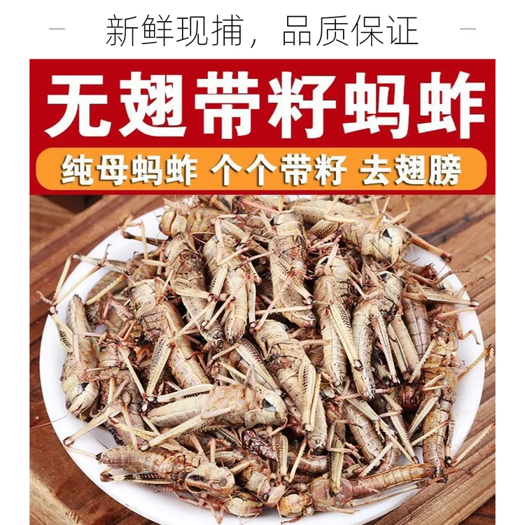 2025山东特产新鲜蝗虫蚱蜢纯母去翅带籽活体速冻东亚飞蝗蚂I蚱顺.