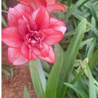 国产自然球1个杰克之花实际偏小朱顶红家庭园艺盆栽花球