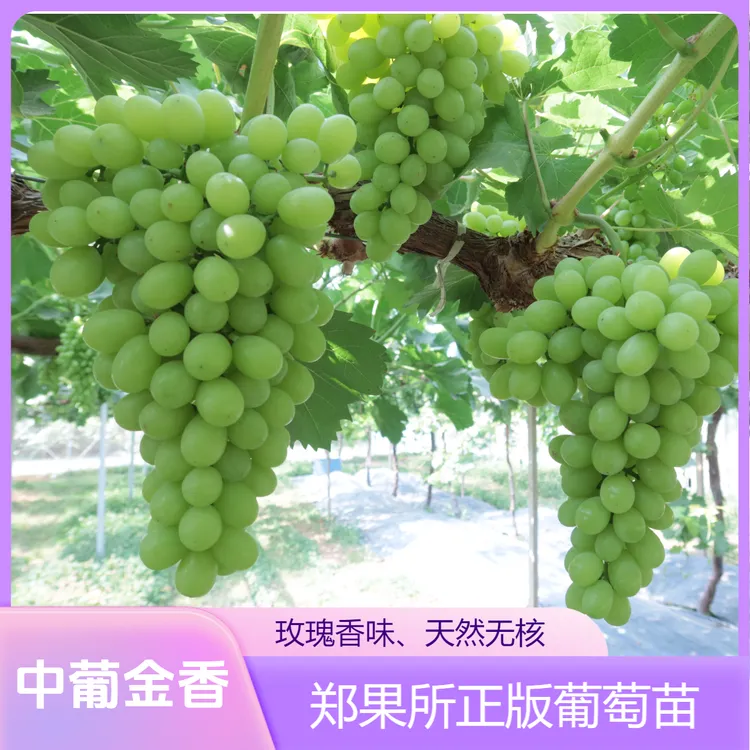 中葡金香一年生葡萄果树苗