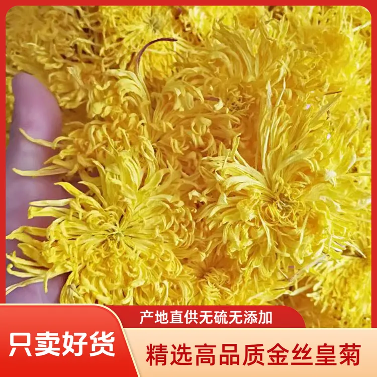 大朵金丝皇菊菊花茶优质大菊花泡水泡茶花茶搭配枸杞泡水喝
