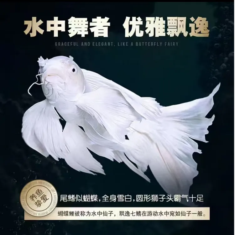 优选观赏鱼蝴蝶鲤短身白锦鲤活体好养淡水鱼
