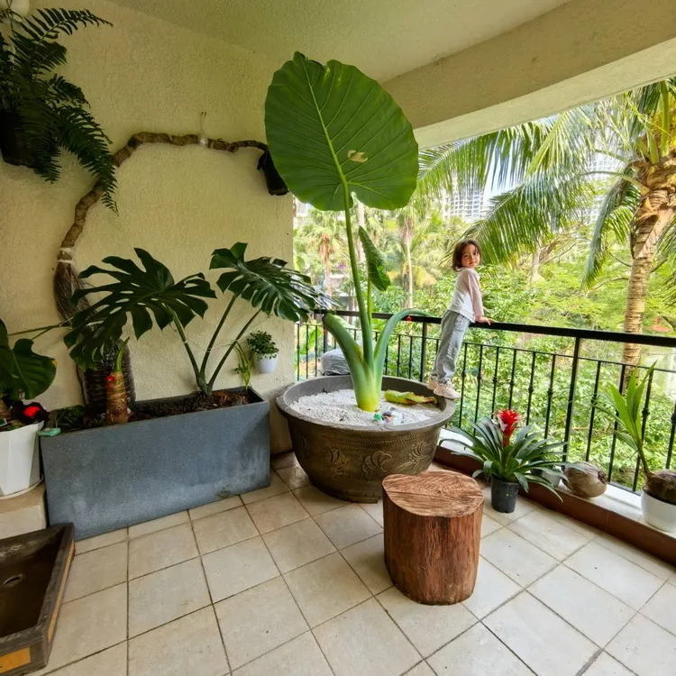 象耳芋霸王芋大宽叶老桩室内水培绿植绿植盆栽净化空气庭院风景