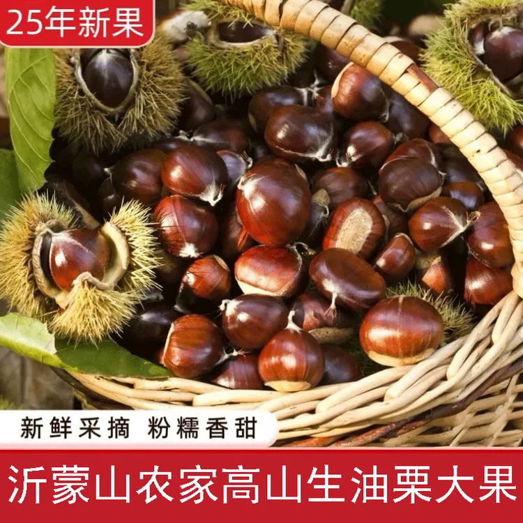 2025沂蒙山新鲜油栗子生油栗高山老树新鲜现摘现发大果坏果包赔