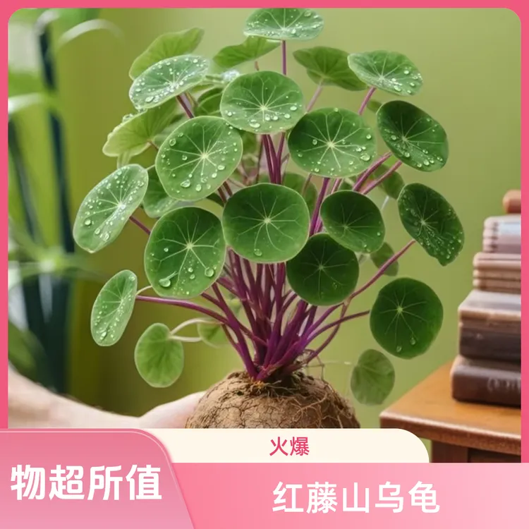 红藤山乌龟耐旱爬藤绿植盆栽金不换植物桌面室内多肉圆叶山乌龟