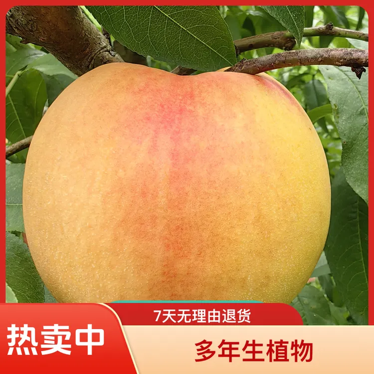 黑涞醉桃123正宗果树嫁接树苗白肉黄肉农产品脆甜好种桃树黄桃