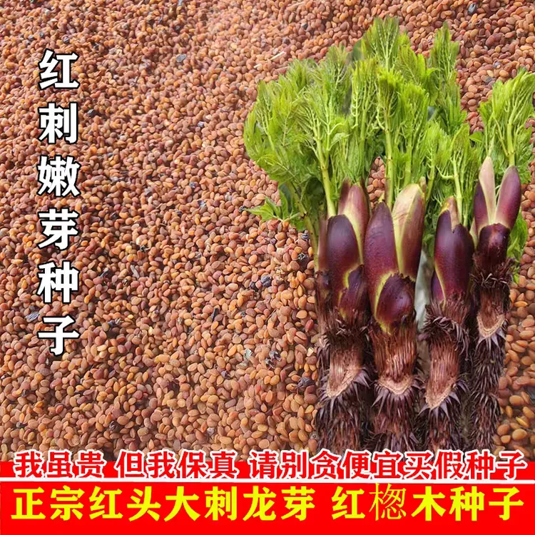 刺嫩芽种子红刺龙苞种子乌龙头籽红葱木种子山野菜种子刺嫩芽树苗
