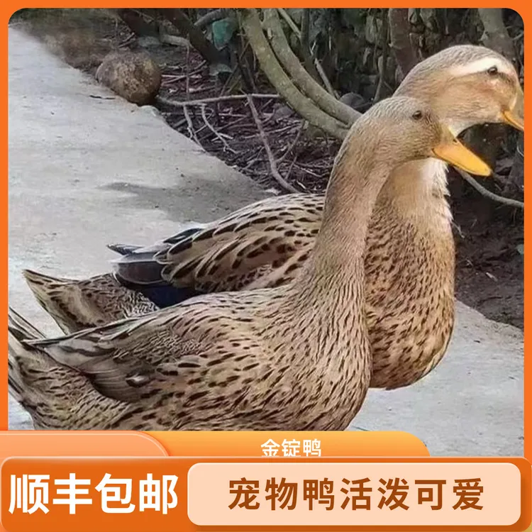 【顺丰速运】宠物鸭，可散养，可下蛋，可跟随主人，庭院观赏宠物鸭