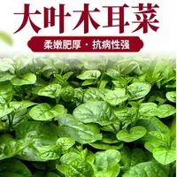 【全店满五包包邮】大叶木耳菜种子可多次采摘蔬菜种子