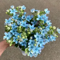 蓝星花 按把不按枝  两单以上包邮